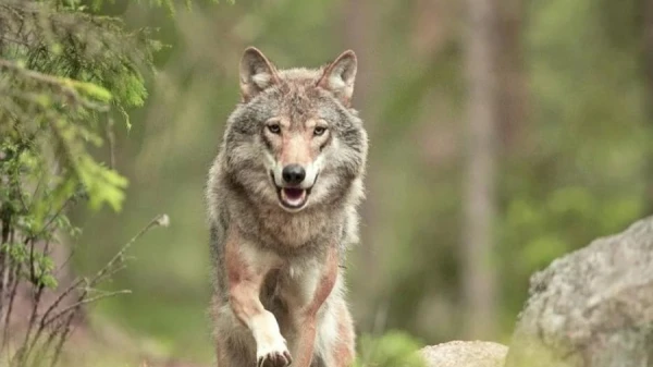 What berries do wolves feed their pups?