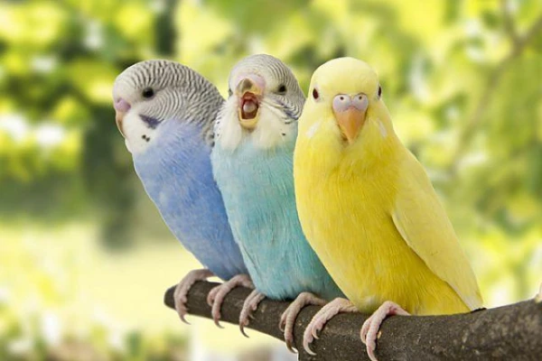 Can a parrot constantly scream from loneliness?