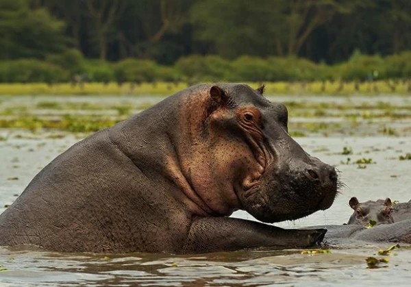 What is the cost of sterilizing a hippopotamus?