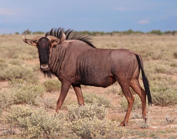 What Are the Similarities Between Turtles and Wildebeests? You Won't Guess!