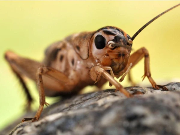 Crickets as a Source of Health