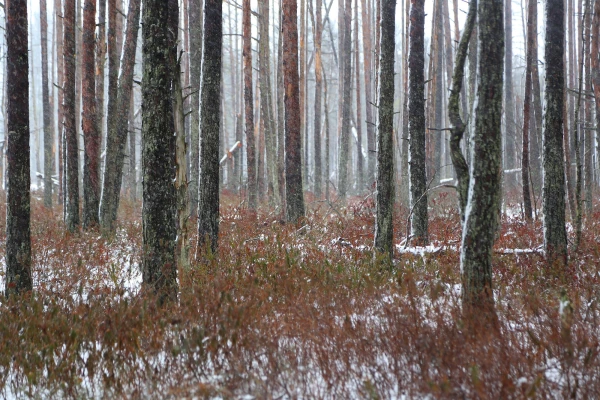 Is it already winter? How much snow will fall by the end of the month