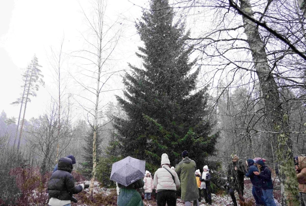 A Christmas Tree Cut Down in the Forest for Riga — as Tall as a 7-Story Building