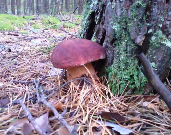 State Audit Goes to the Forest and Ammunition Warehouse. In the New Year, the Agency Will Start 21 New Audits