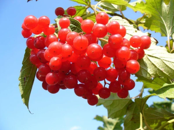 Viburnum: Amazing Properties of the Autumn Berry You Didn't Know About