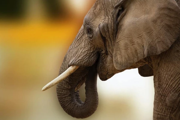 Do Elephants Really Fear Mice?