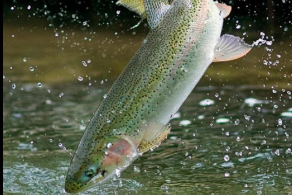 Hibiscus Protects Trout from Ammonia - Study