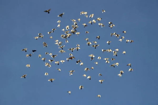 How Pigeons Displace Ineffective Leaders