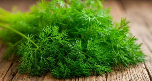 How to Grow Dill on a Windowsill: Complete Guide