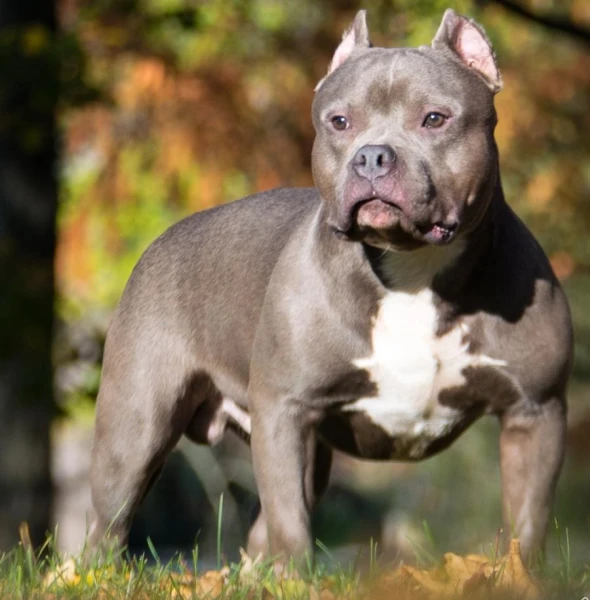 Veterinarians in the UK Against Mass Euthanasia of American Bully XL Dogs