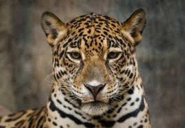 What are the differences between a leopard and a snow leopard?