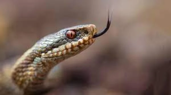 How Snakes Help Each Other Cope with Stress