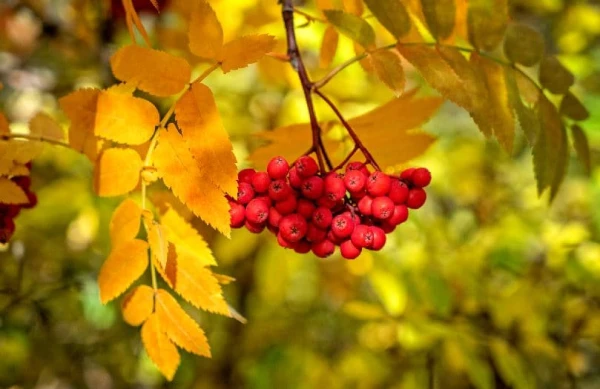 Meteorologists Delight with Weekend Forecast