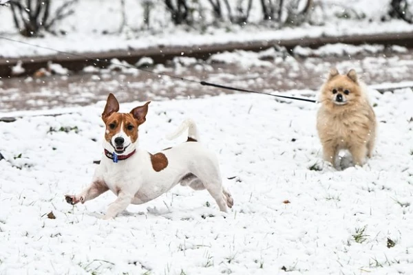 Dog Owners Given Tips on Protecting Paws in Winter