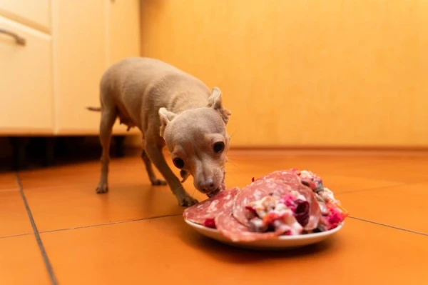 Researchers Warn of the Possibility of Dogs Being Infected with Superbugs Through Raw Meat