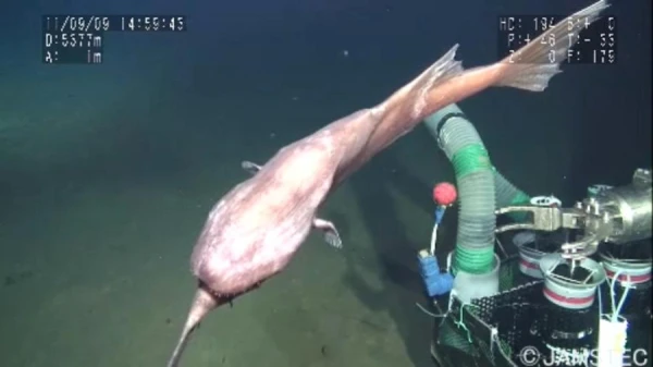 Why Do Some Fish Prefer to Swim Upside Down: Convenience or Necessity?