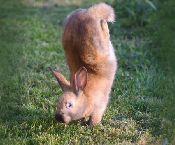 Why Some Rabbits Move on Their Front Legs