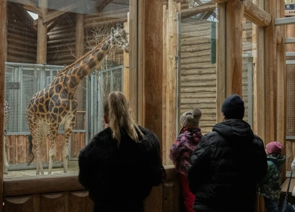You can now observe giraffes Chuck and Vakilia from the first floor at the Riga Zoo