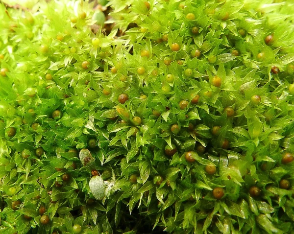 Earth moss spent nine months in open space and survived — next up is greening Mars