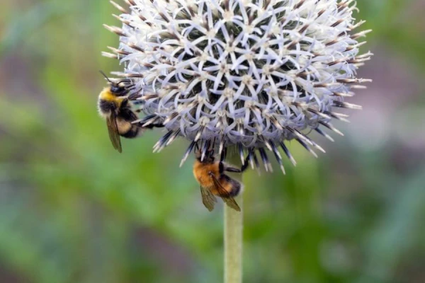 Does a bee collect nectar from one or several plant species?