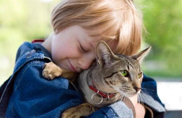 Not Just Purring: 7 Signs That You Are Taking Great Care of Your Cat
