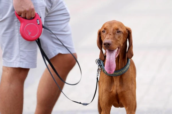 Dog trainers explain why a dog loses weight despite having a good appetite