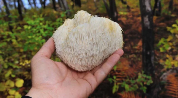 What are the benefits of the lion's mane mushroom and is it possible to grow it independently?