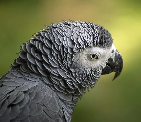 Parrots and Crows Outnumber Monkeys in Neuron Count - Study