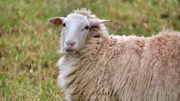 Where do farmers give away their sheep for free?