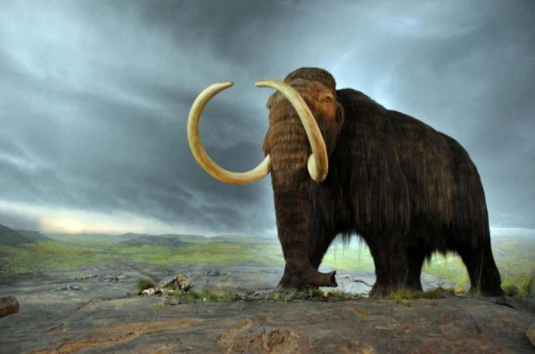 Are Scientists Really Trying to Bring Mammoths Back to Life?
