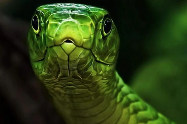 In the Netherlands, a highly venomous escaped snake is being sought