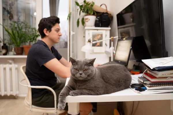 Veterinarian Warns of Risks for Cats in Domestic Conditions