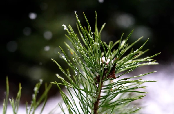 On the first day of the week, significant precipitation is not expected