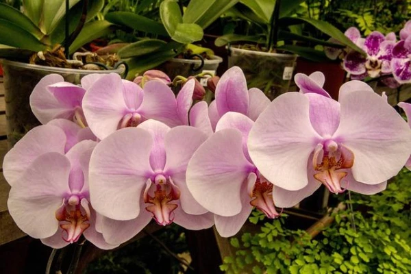 Six Mistakes in Orchid Care and How to Fix Them