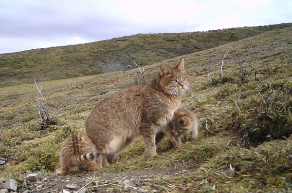 Cat genocide. New Zealand to exterminate 2.5 million feral homeless cats