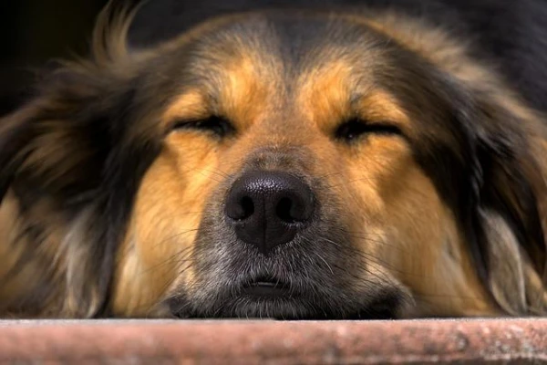 How Dogs Sense Heat