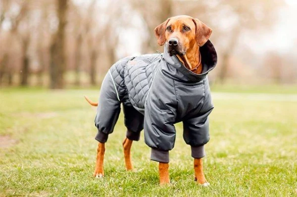 Why is cold called 'dog cold'?