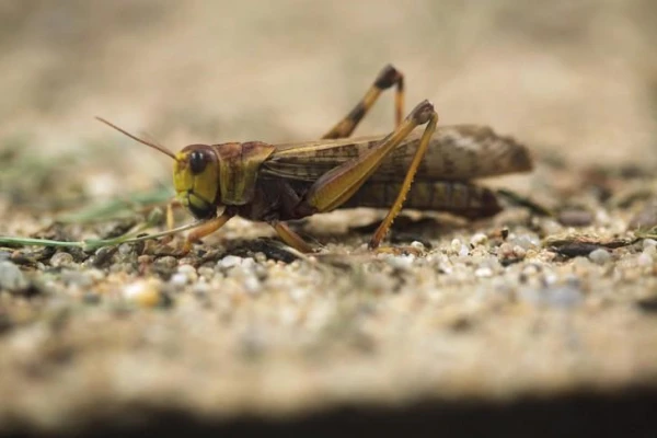 Can locusts really change color?