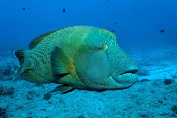 How Fish Quench Their Thirst: Do They Drink Saltwater?