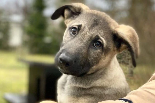 Why Dogs Lift Their Leg When They Urinate — You Won't Guess!