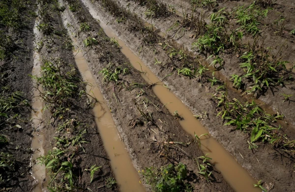 Counted - Shed Tears: This Year's Weather Caused Farmers Losses of 111 Million Euros