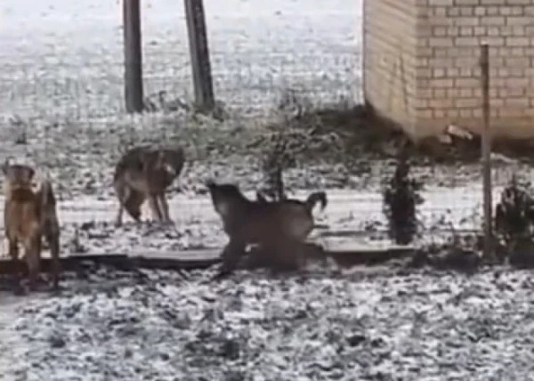 The Days of These Dogs Are Numbered”: Wolves Roam Near Houses in the Countryside and Fear Nothing