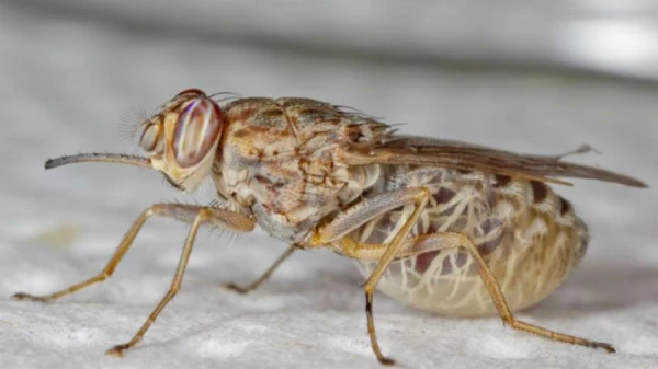 A live housefly was found in a man's intestine. How did it get there?