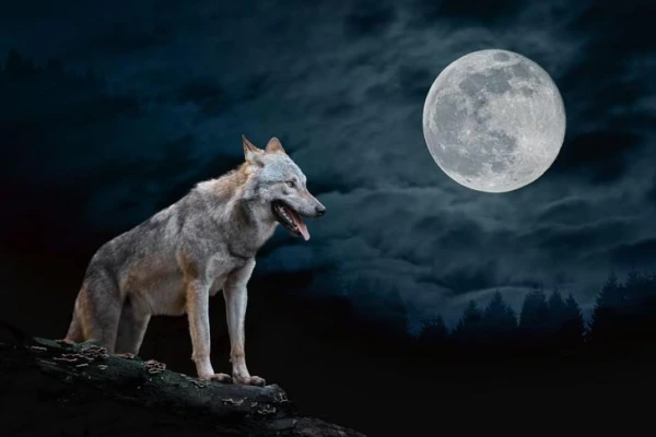 Why Do Wolves Howl at the Moon?