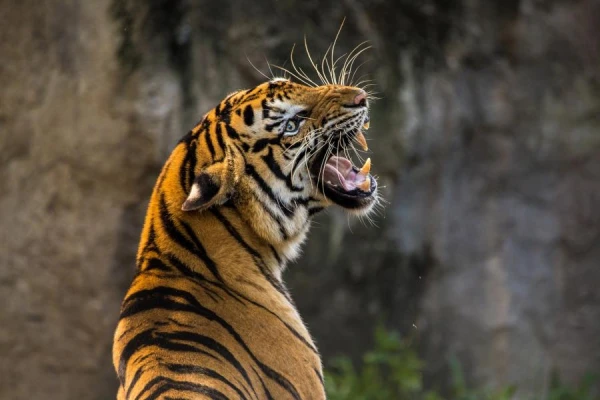 Habitat: Why Tigers Are Absent in Africa