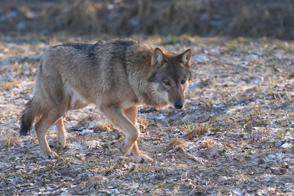 In Adazi, a wolf may have been spotted