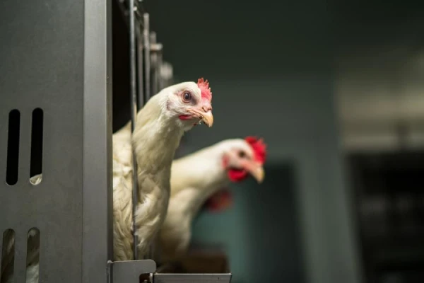 Newcastle Disease Detected in Chickens for the First Time in Latvia