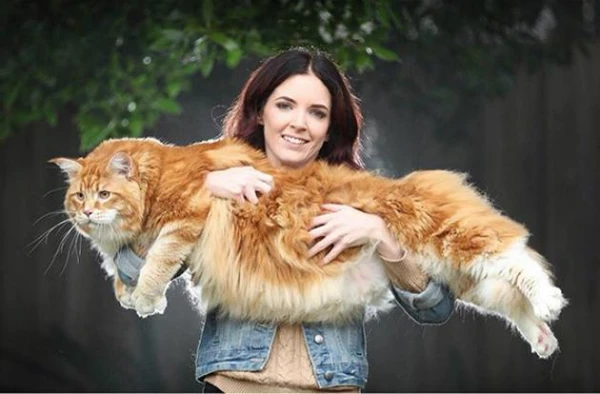 How to Properly Determine if a Cat is Overweight: A Scientific Approach