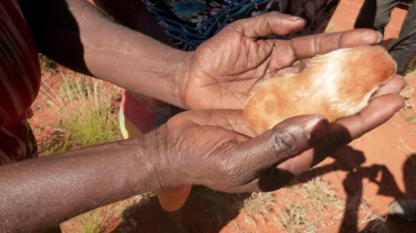 The Golden Mole, Missing Since 1936, Found Again in the Sand Dunes of South Africa