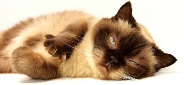 The veterinarian explained why cats should be fed frequently